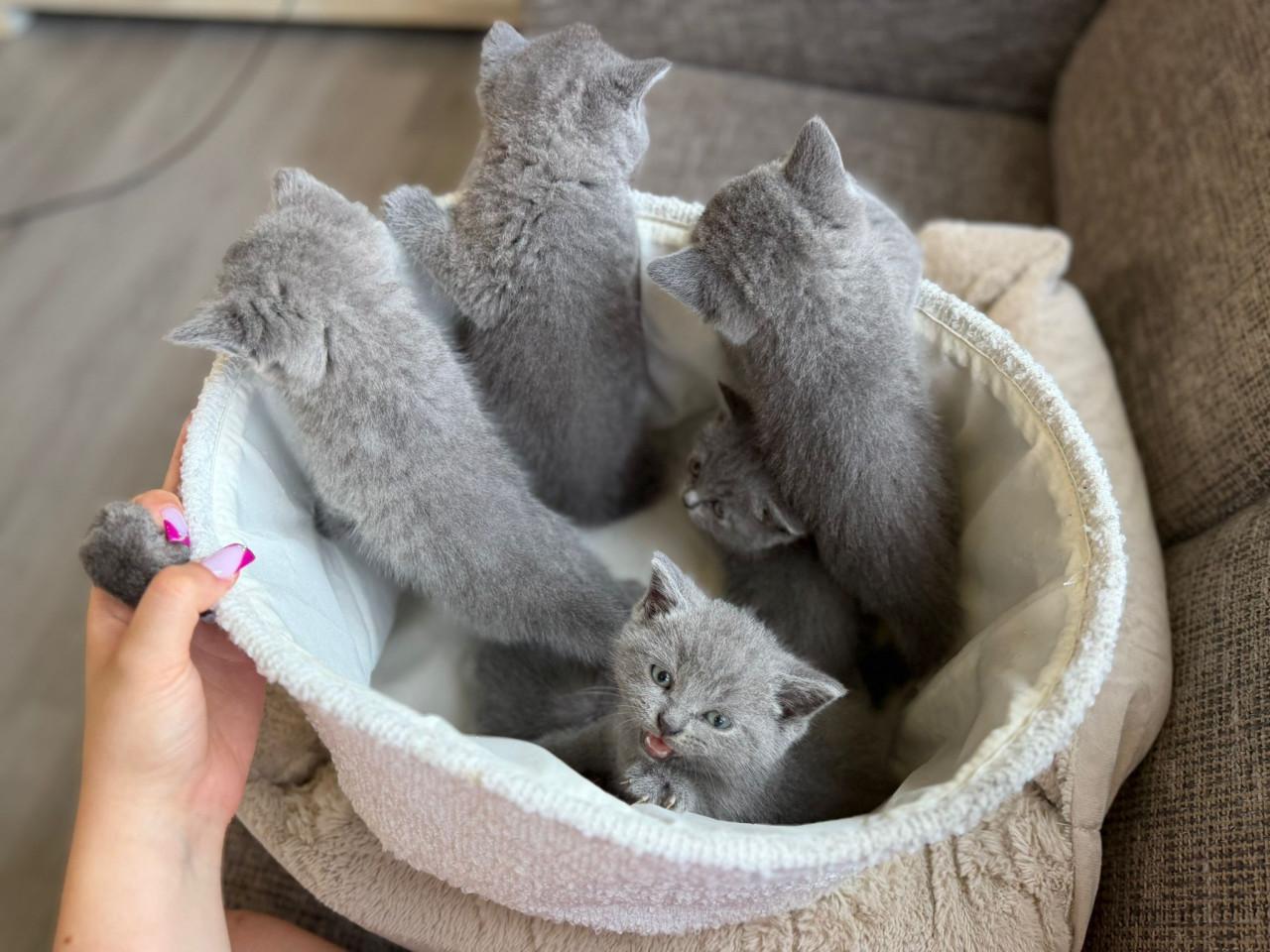 Kitten
