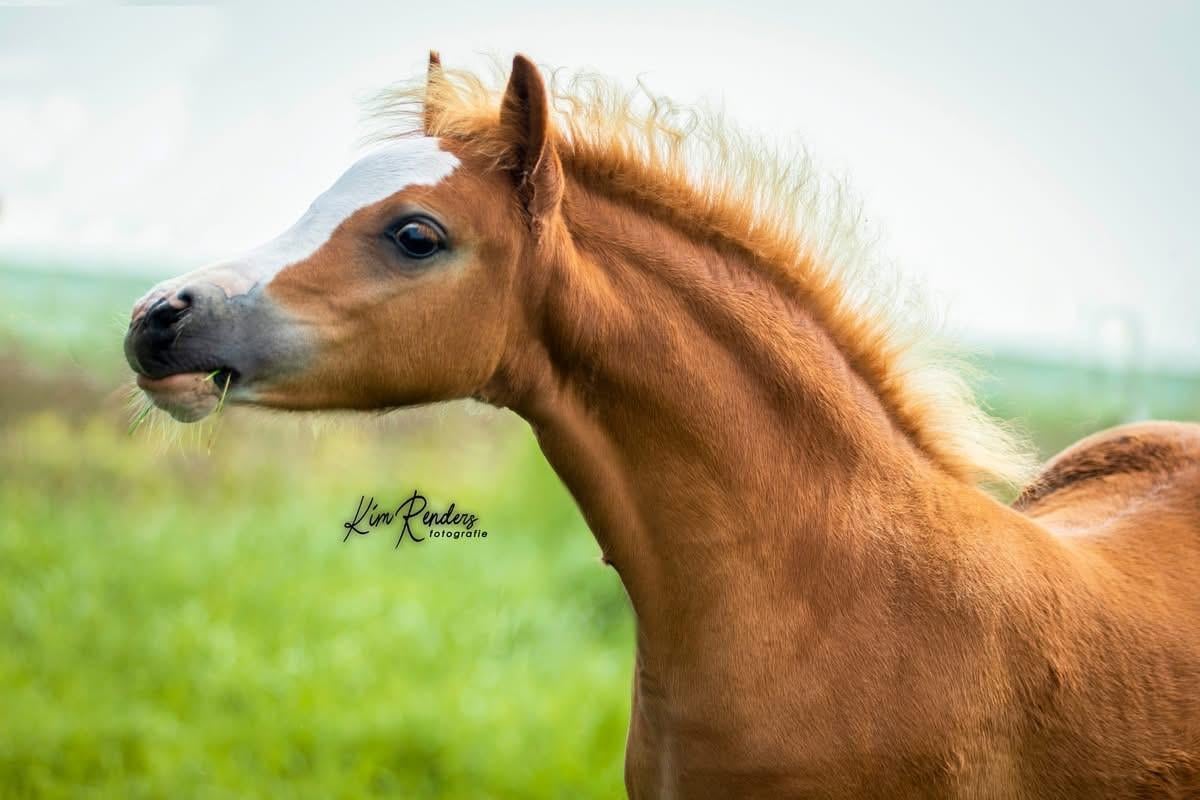 Kinderpony Welsh mountain
