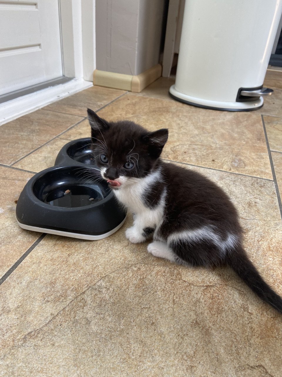 Snoezige kitten