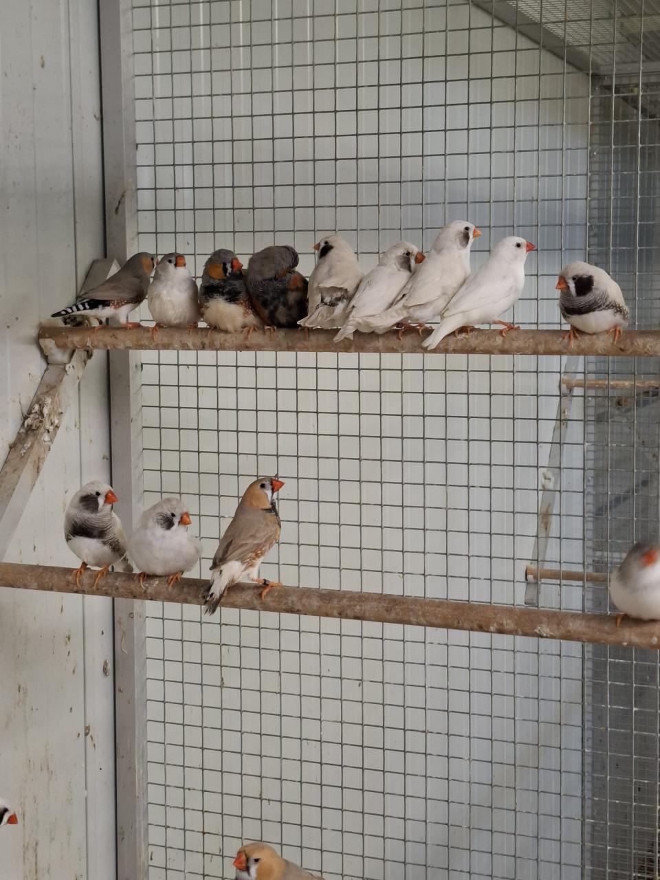 Zebravinken, witte zwartwangen