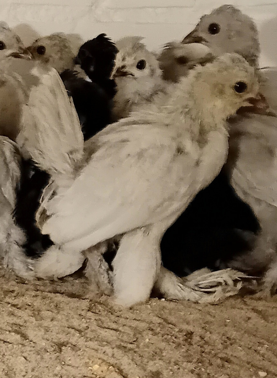 TE KOOP Altai Bantamca kriel hennetjes