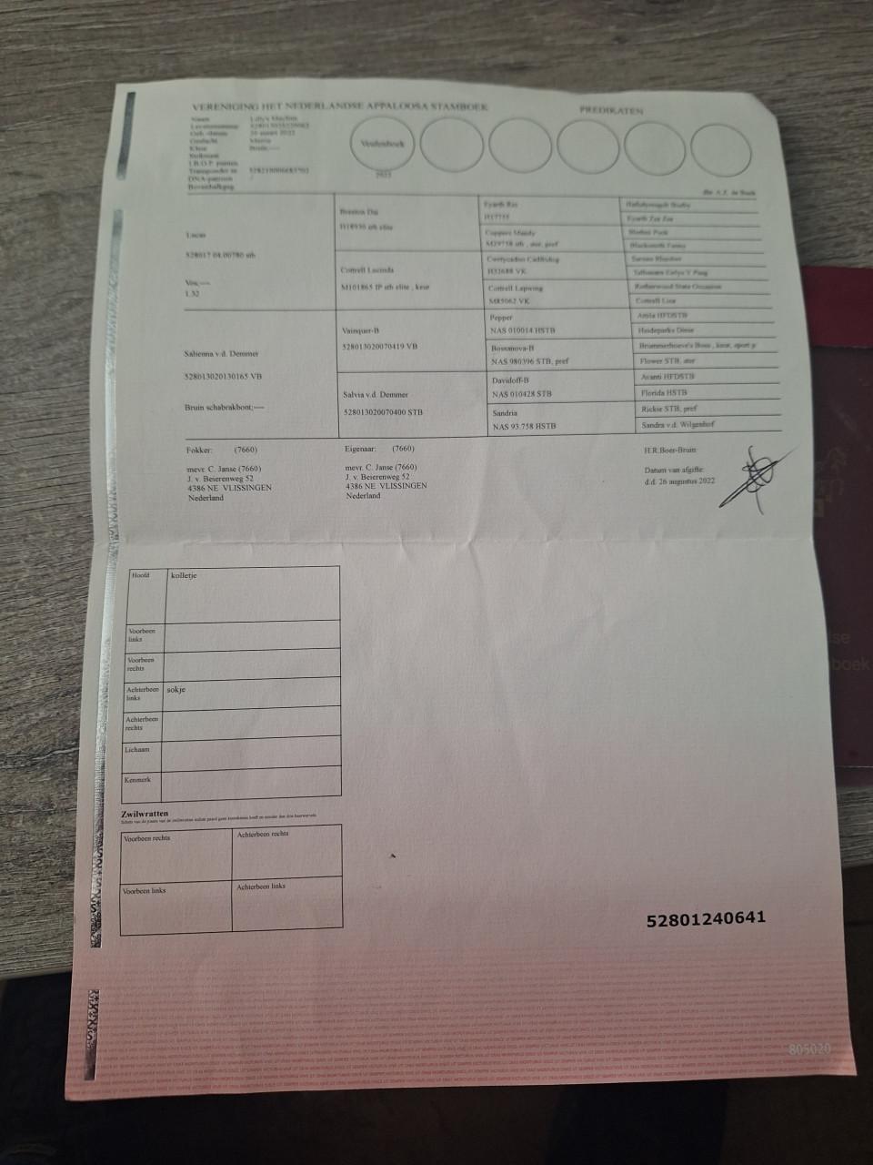 Te koop 3 jarige Appaloosa merrie VERKOCHT  !!