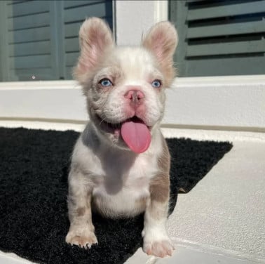 Poëtische Franse Bulldog-puppy's voor adoptie en herplaatsing