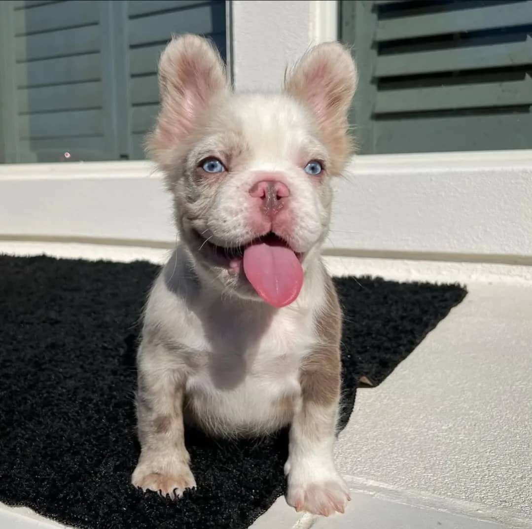 Poëtische Franse Bulldog-puppy's voor adoptie en herplaatsing