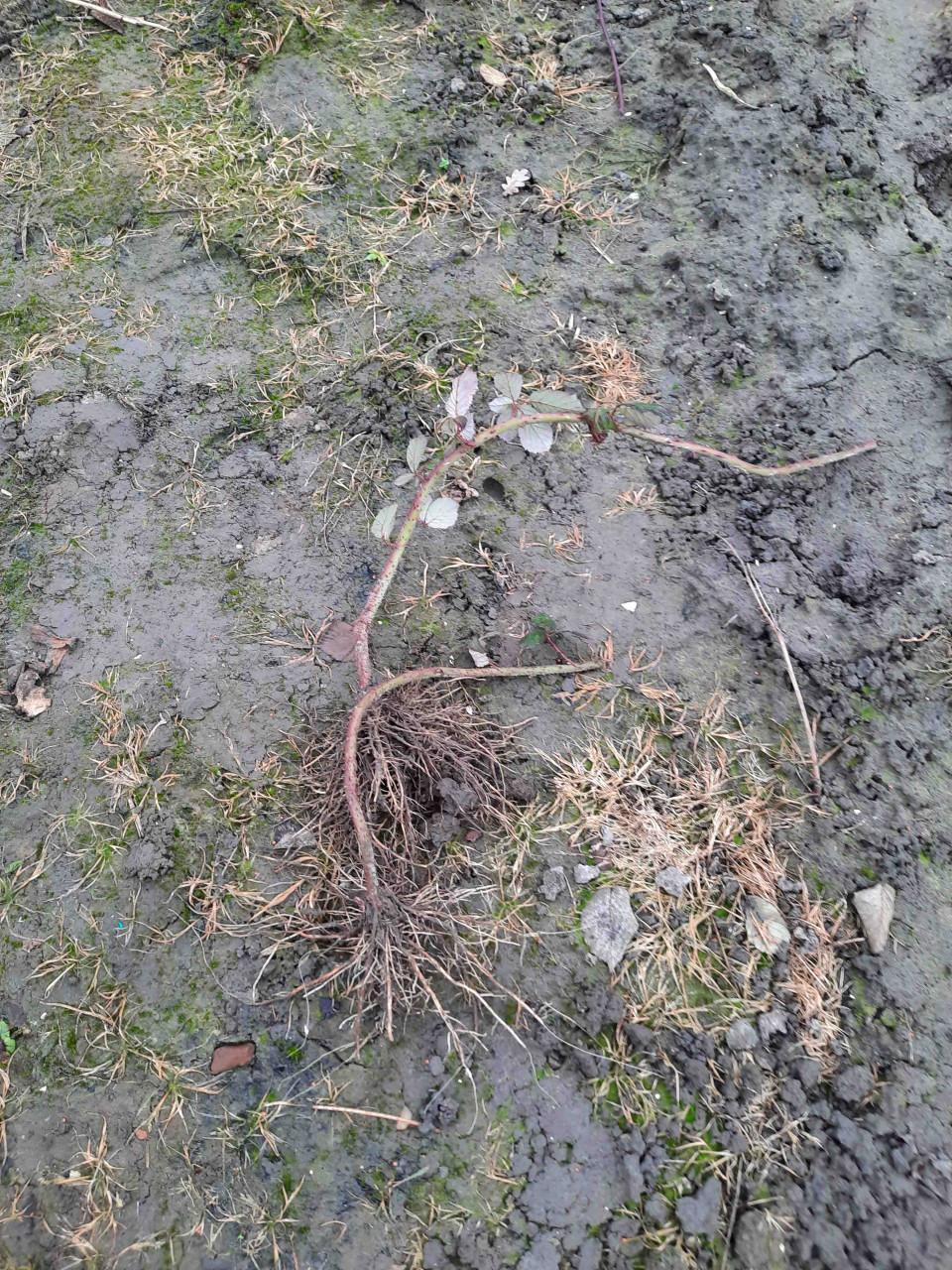 Bramenstekken, bessenstekken, druivenstekken