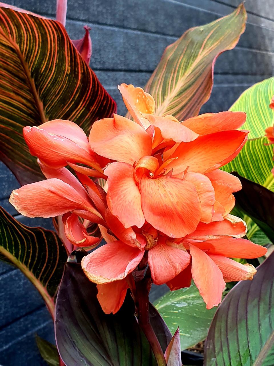 Canna's & Hortensia's