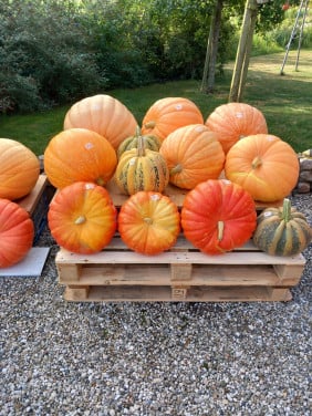 Pompoenen