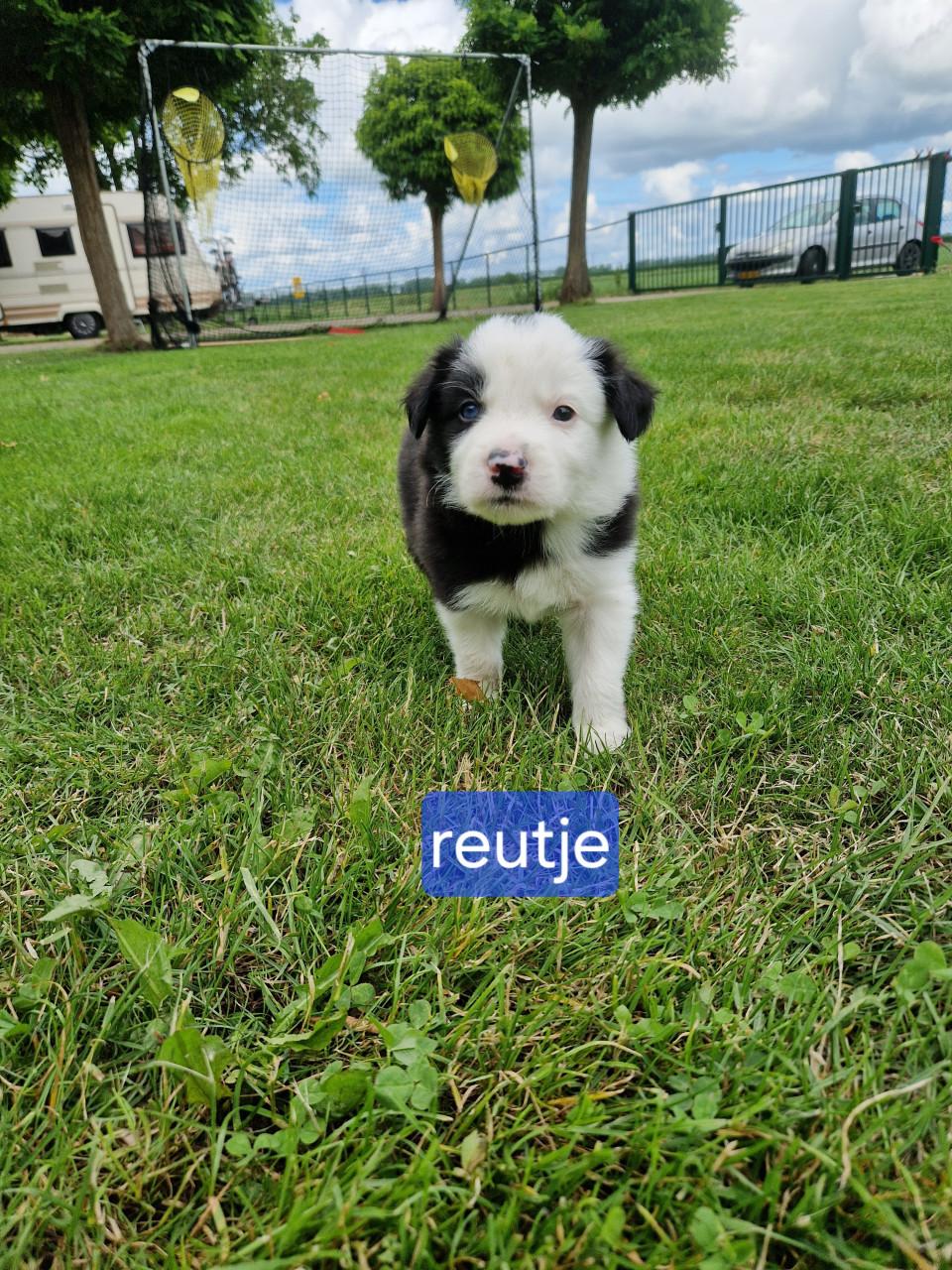 Bordercollie pups
