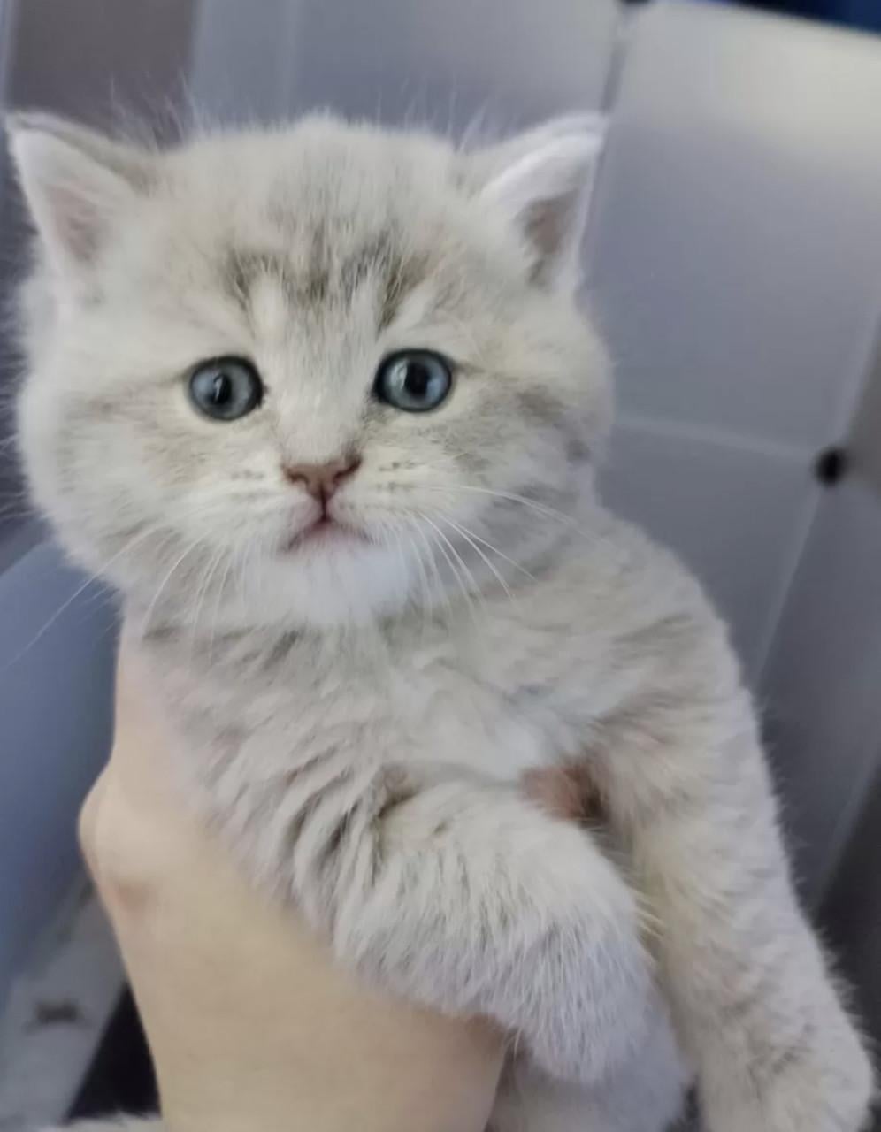Britse kort haar kittens
