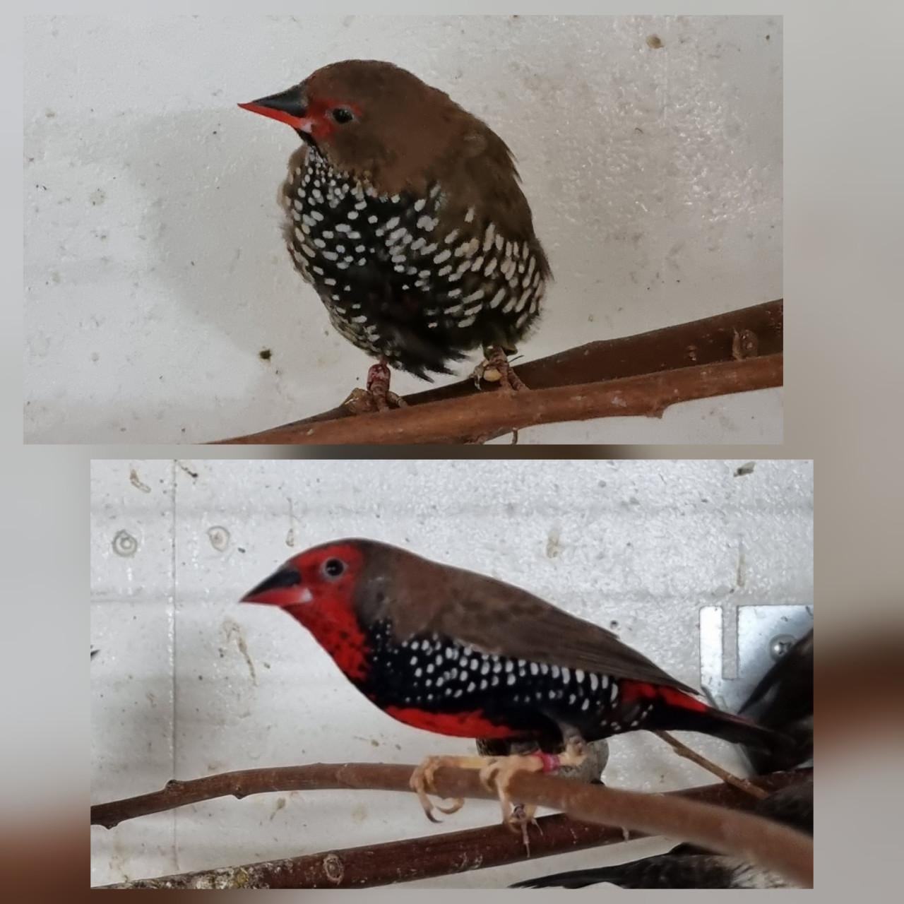 Emblema pictas en meeuwen