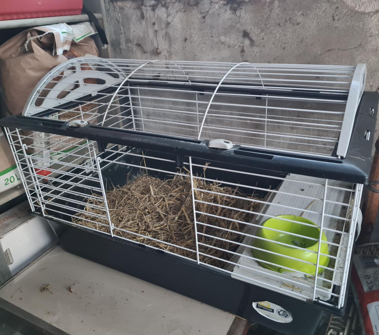 Konijn gratis af te halen