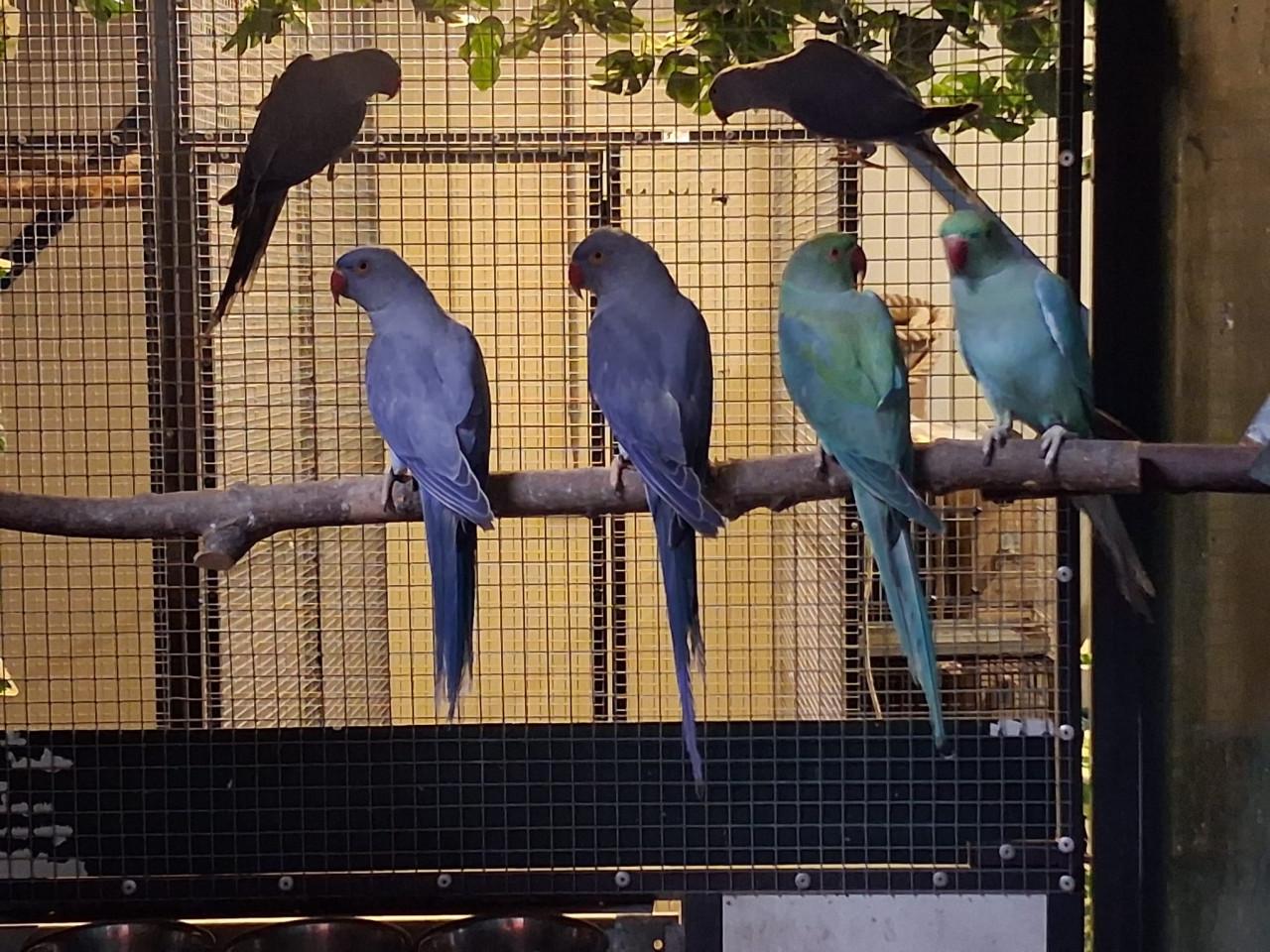 4-2 Halsbandparkieten violet, turquoise