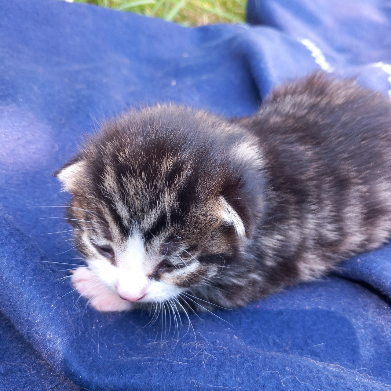 2 prachtige nestjes kittens