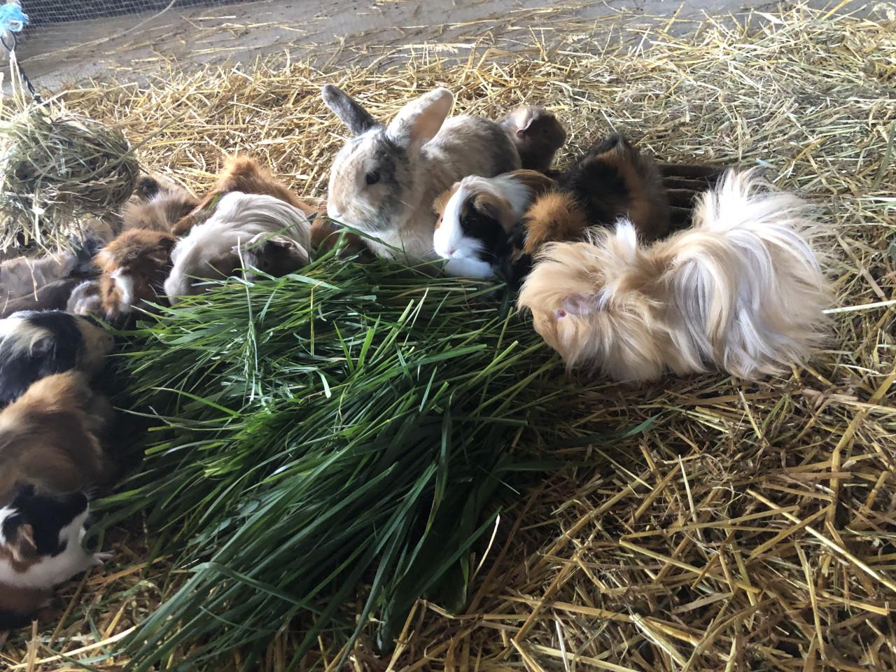 Baby cavia’s!!! Speciale kleurtjes!