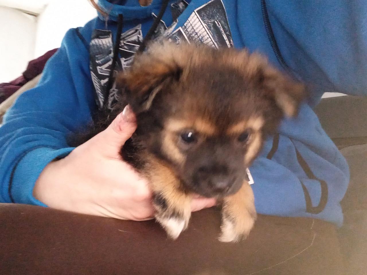 75% kruising pomeriaan