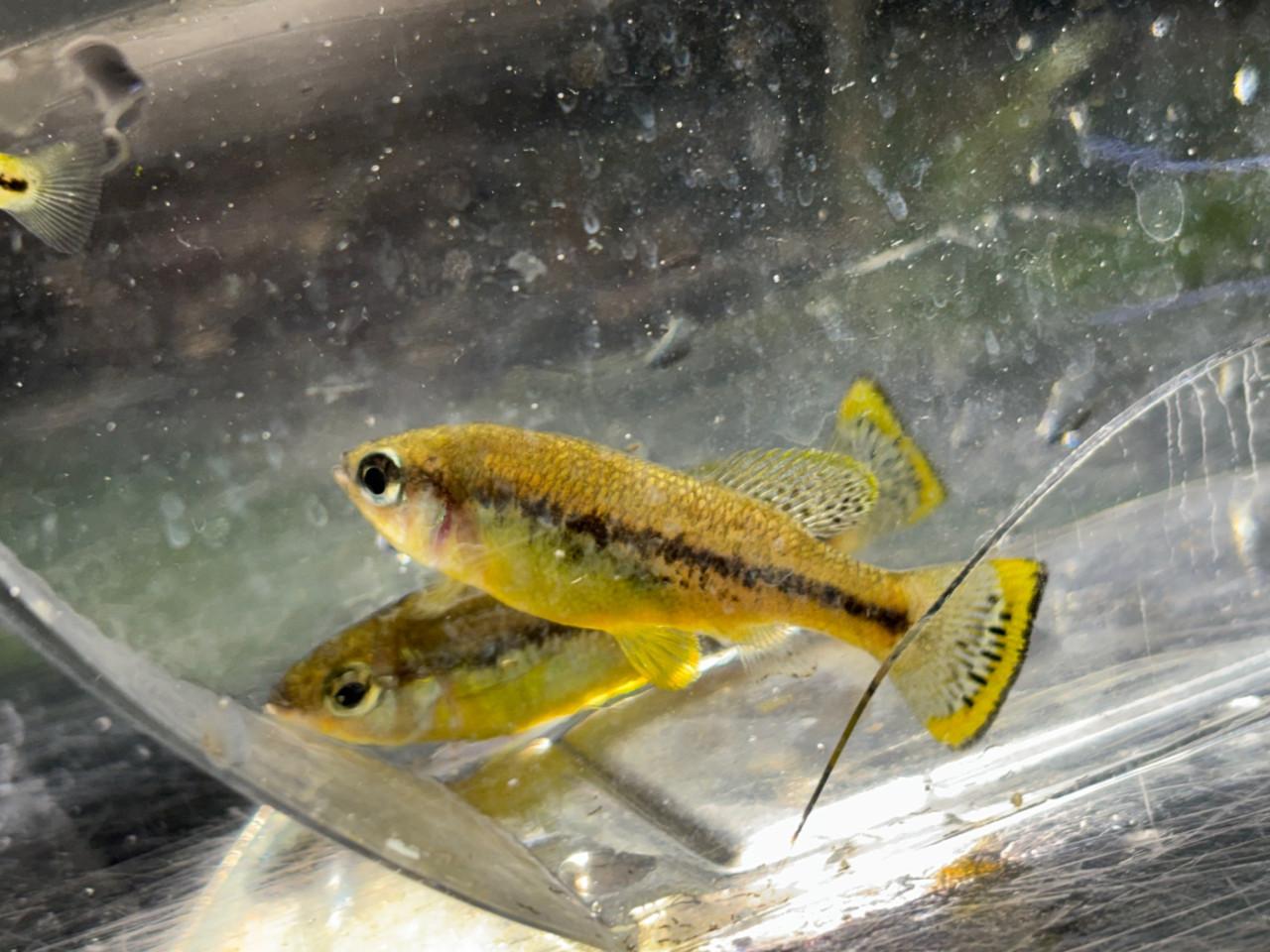 Ilyodon Furcidens "Cuauhtémoc"