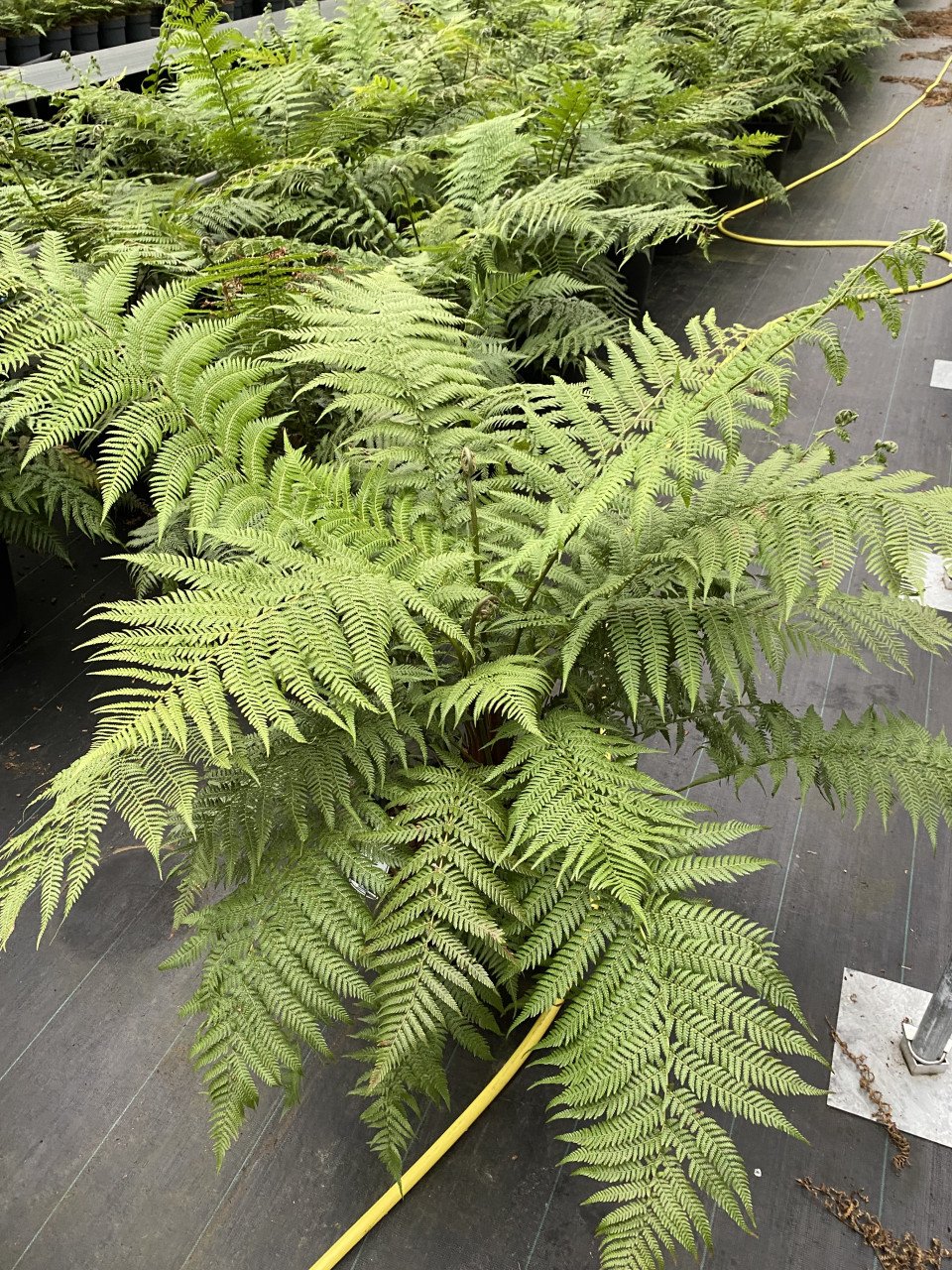 Dicksonia Antarctica | Boomvaren 35 liter pot
