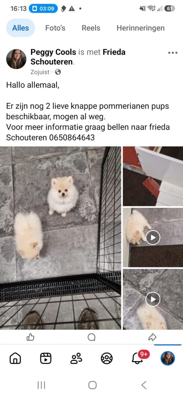 2 super klein blijvende pommeriaan reutjes