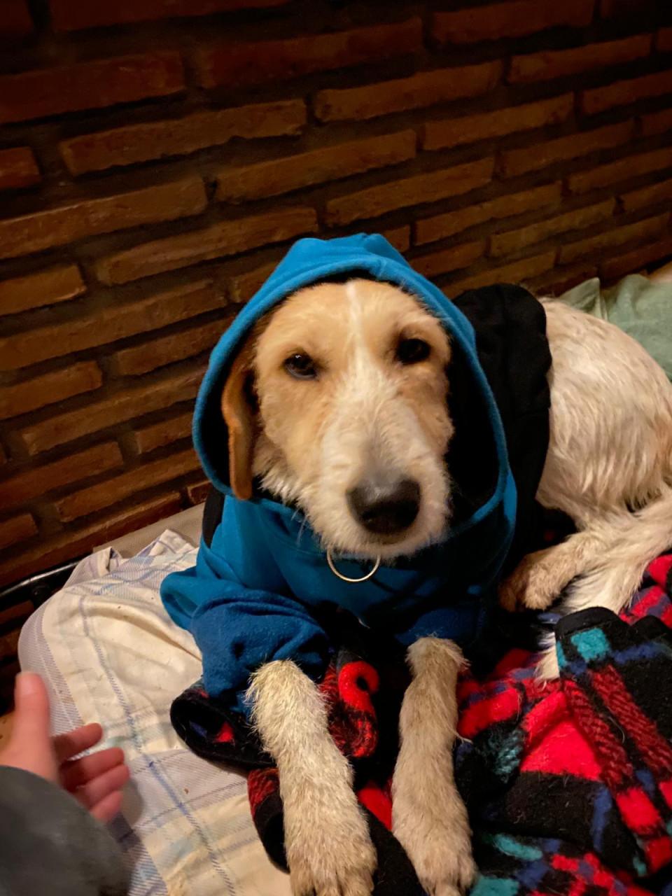 Alora Dog Rescue: Effie, wie geeft haar een thuis