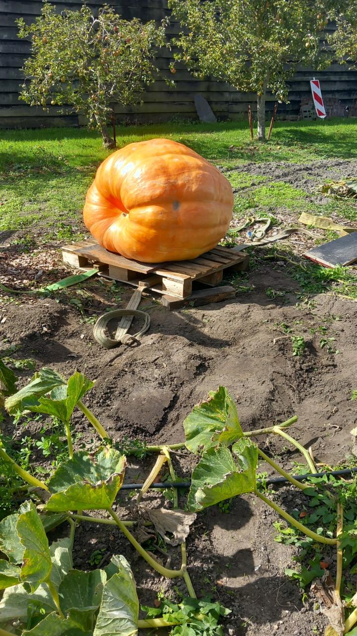 Gigantische reuzenpompoen