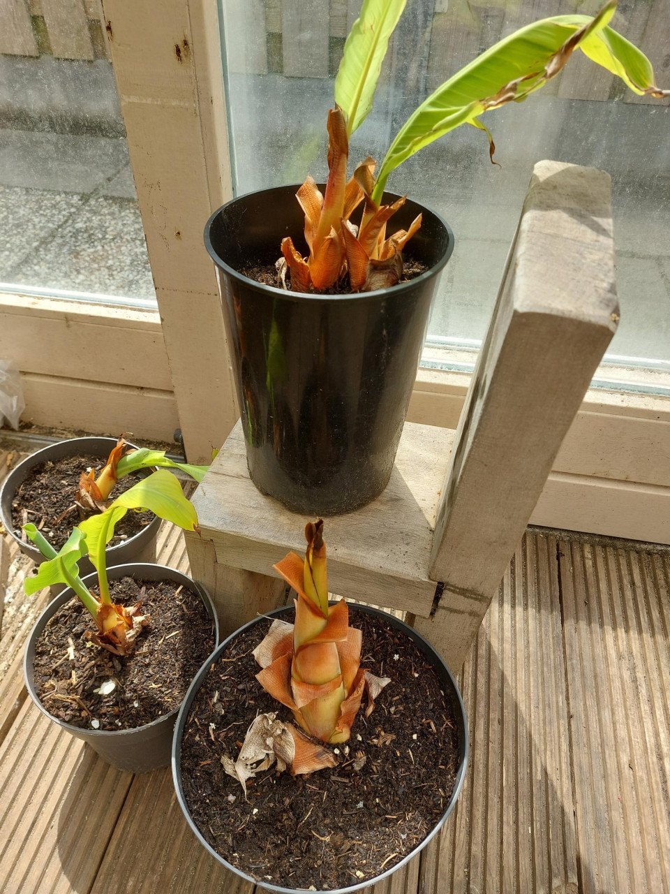 LOTUS BANAAN