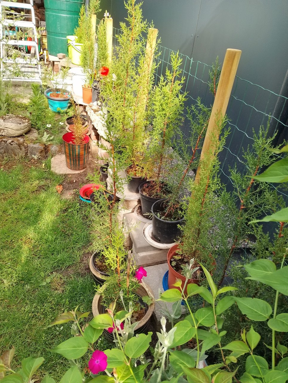 Mooie Fijnspar-GRATIS! en Andijvie-enbloemkool-en wittekoolplantjes
