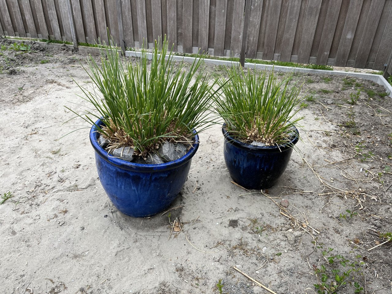 Keramieke bloempotten met pampasgras