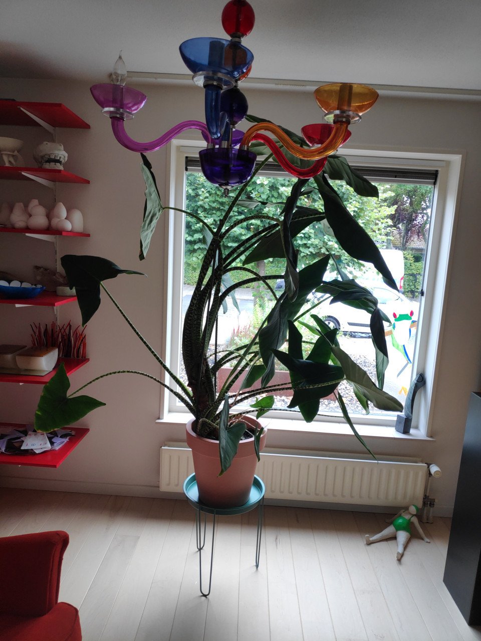 Grote kamerplant