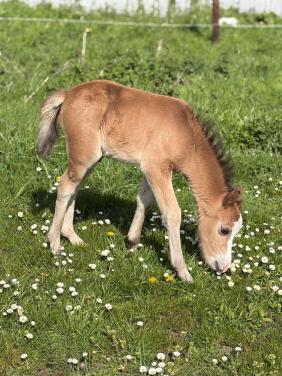 Welsh b veulen