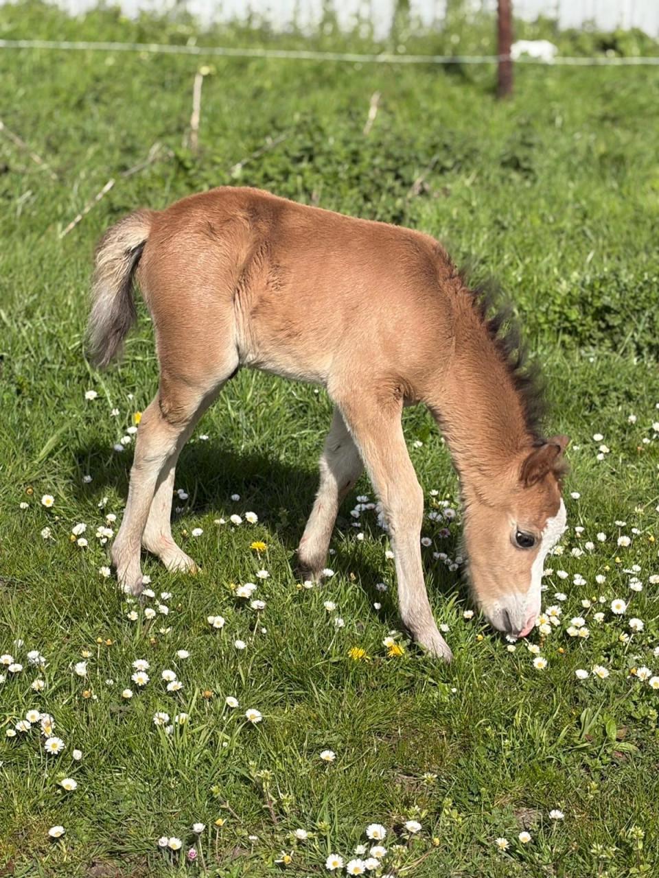Welsh pony met veulen