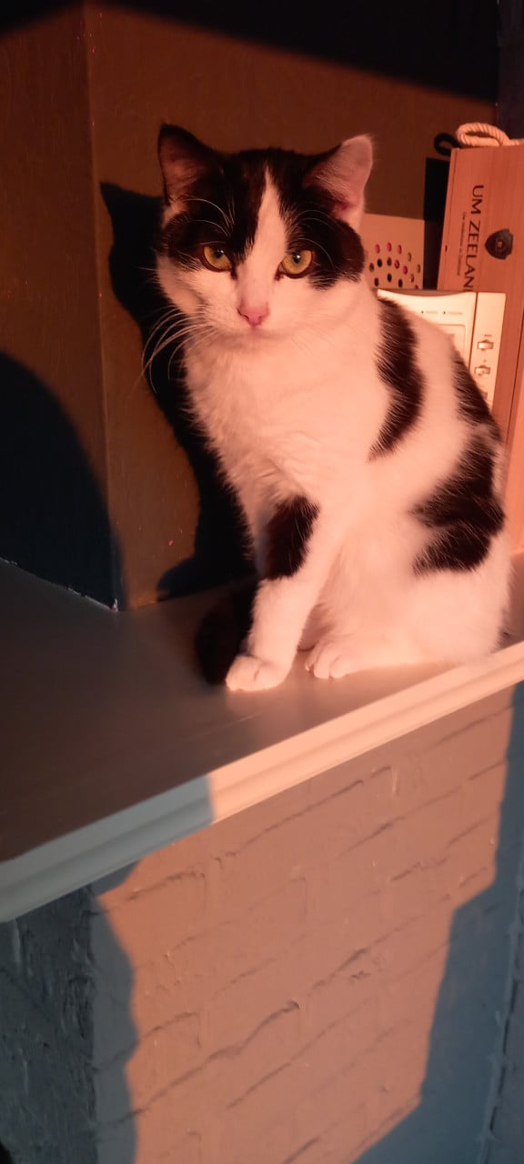 Katertje