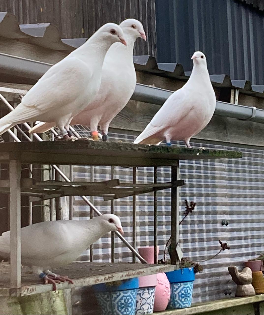 Witte postduiven (bezorgen mogelijk)