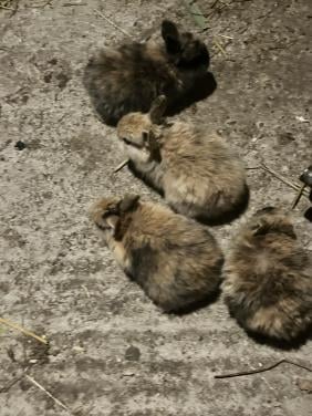 6 schattig baby konijntjes