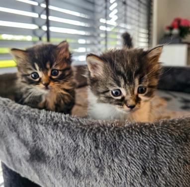 Nog 2 mooie kittens beschikbaar!