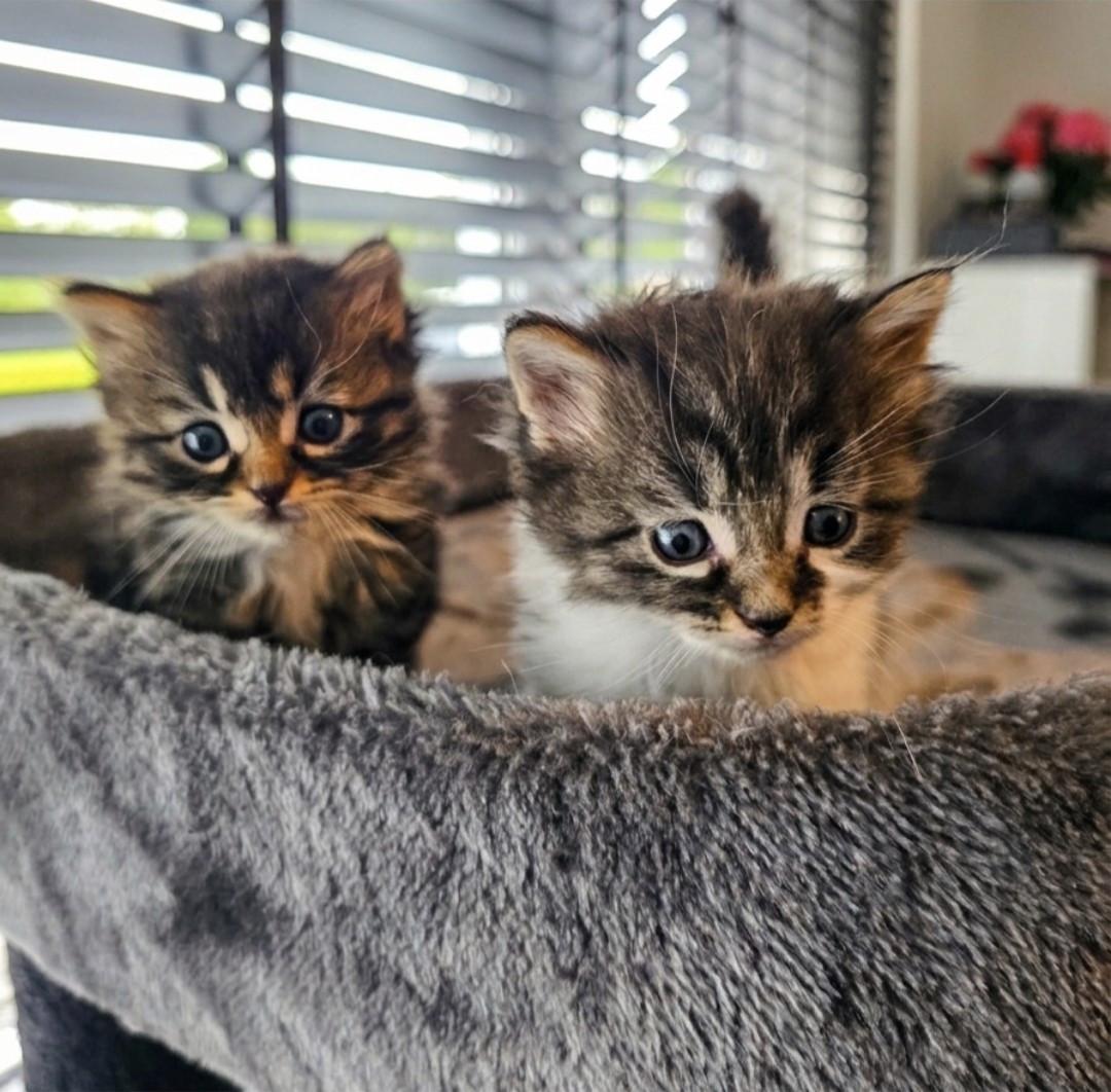 Nog 2 mooie kittens beschikbaar!