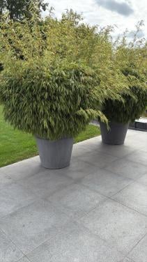 Bamboe fargesia Rufa