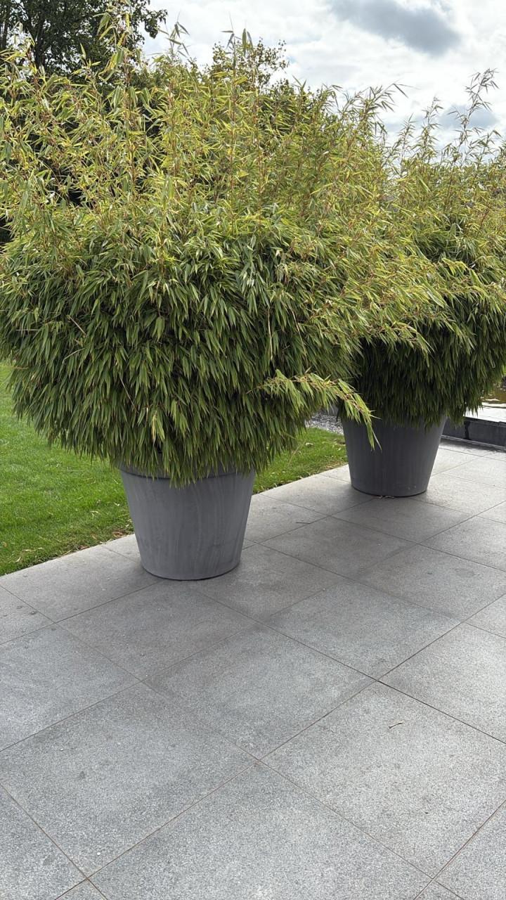 Bamboe fargesia Rufa