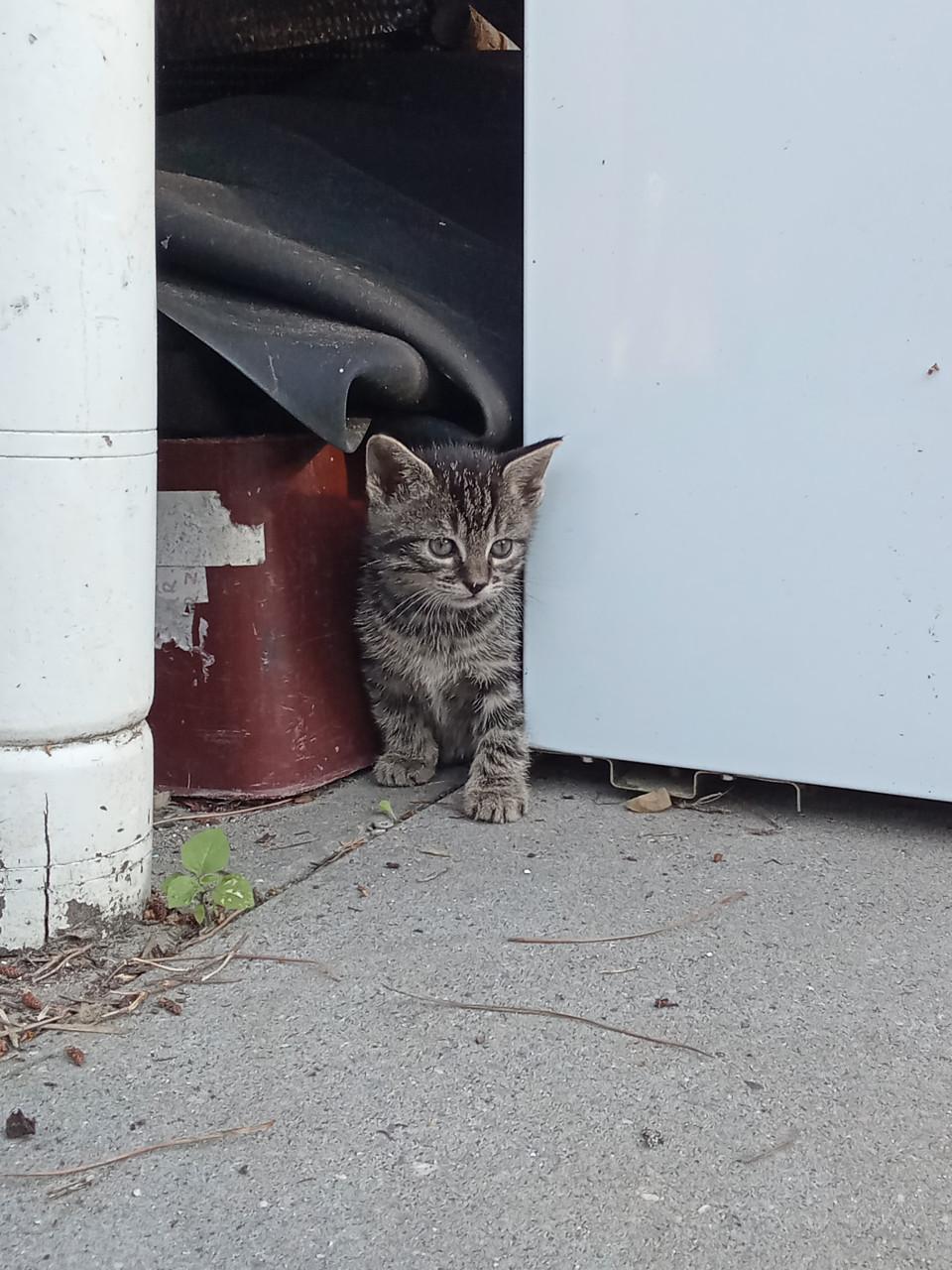 Kittens zoeken gouden mandje 👸