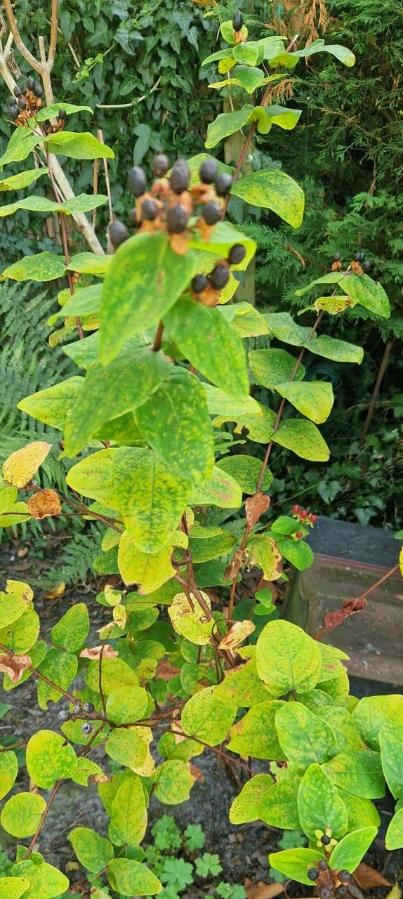 Hertshooi (Hypericum) ca. 80 cm  hoog