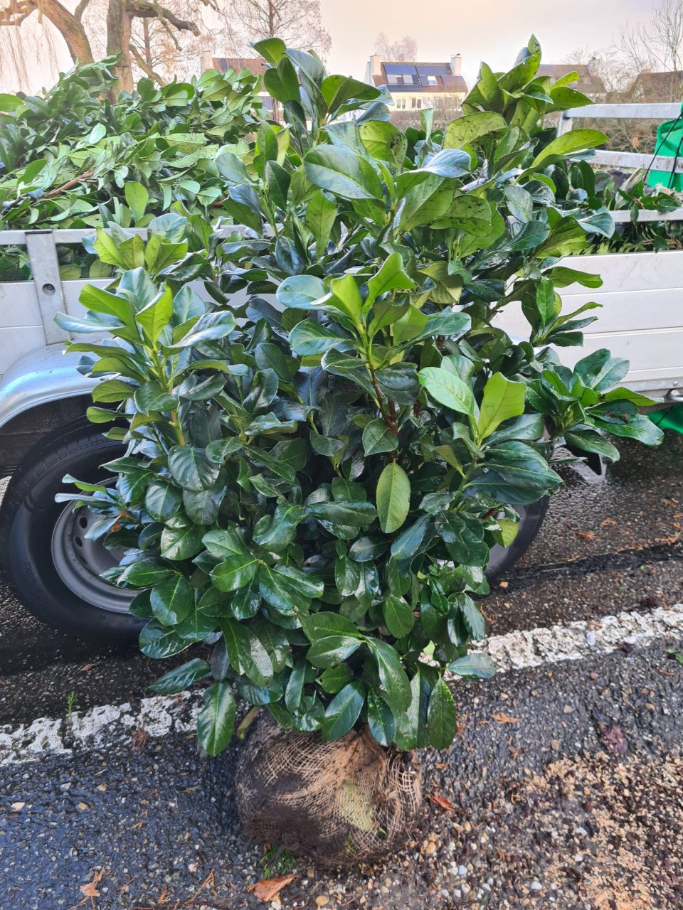 Laurierhaag - Prunus Etna nu weer leverbaar