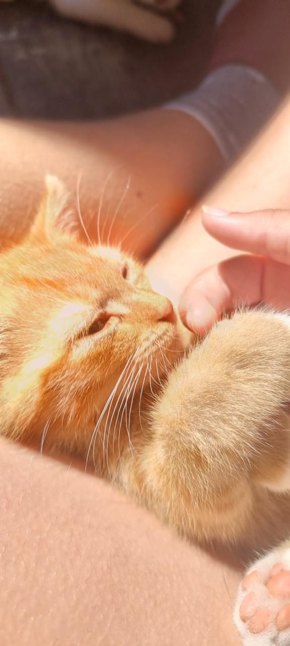 Kitten