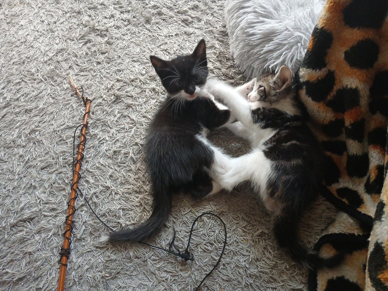 Gratis kittens