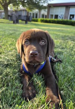Labrador pup sociaal reu