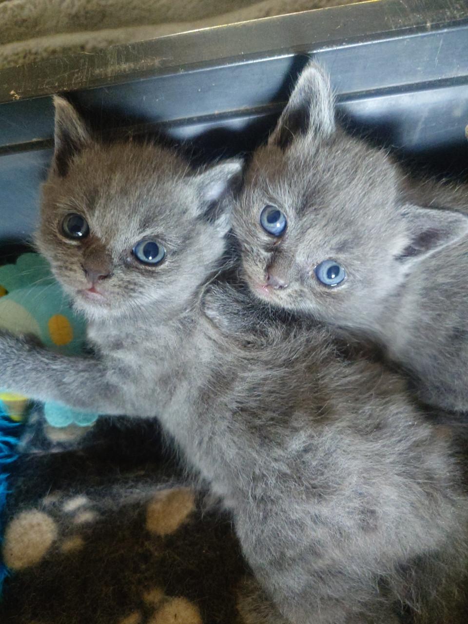 Brits korthaar X kitten Blue solid