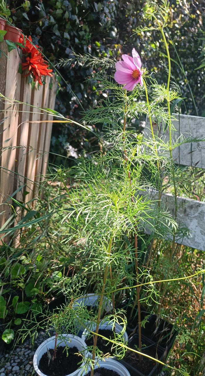 Cosmea stekjes biologisch