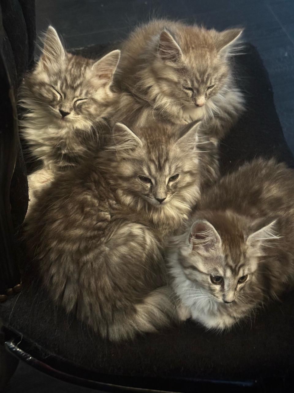 Maine coon kittes 3 poesjes