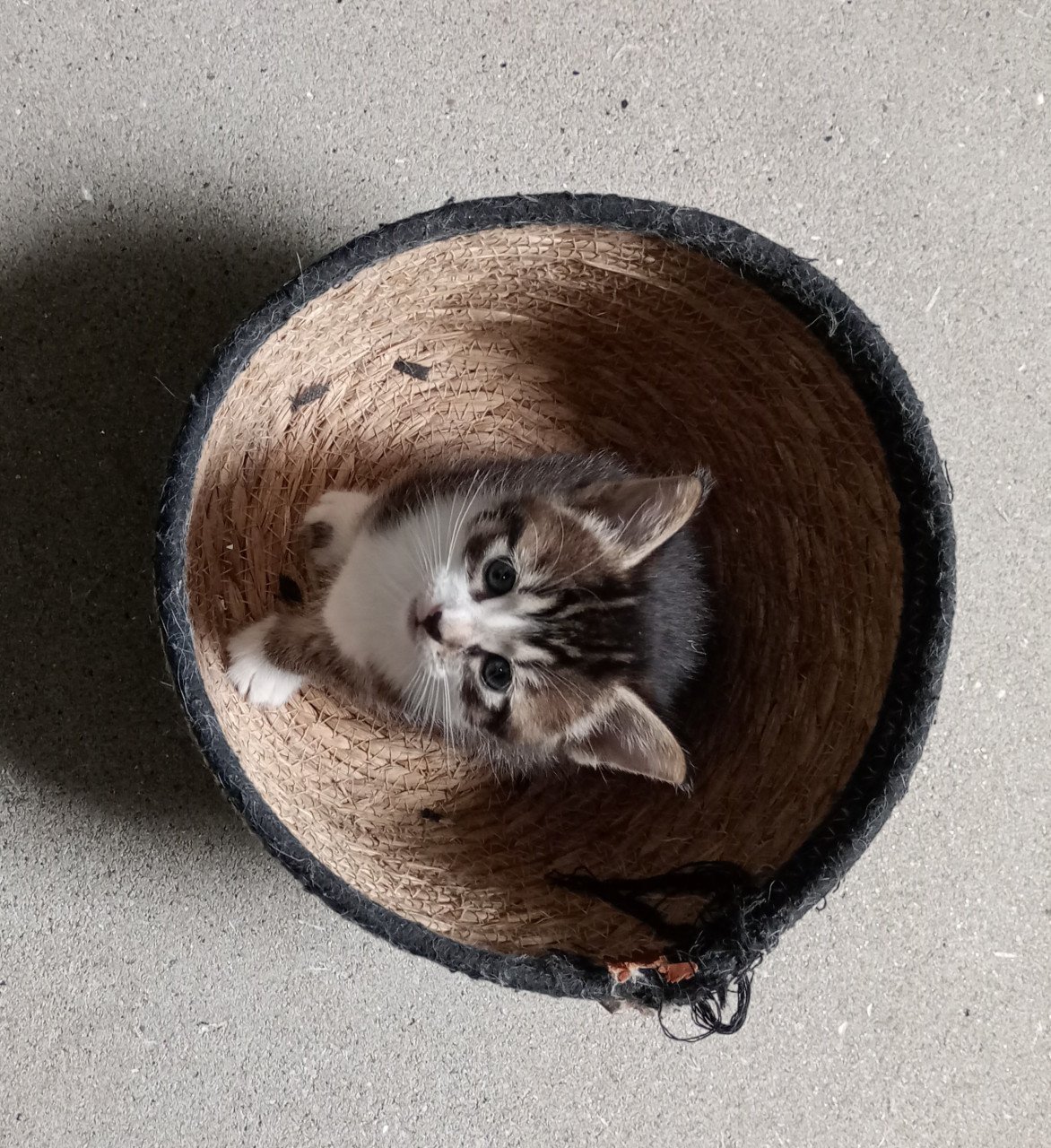 Kittens