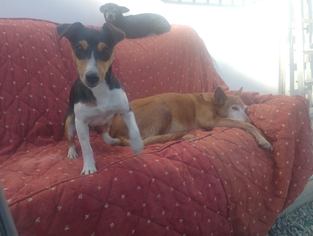 Alora Dog Rescue: Kleine Mischa, wie geeft haar een thuis?