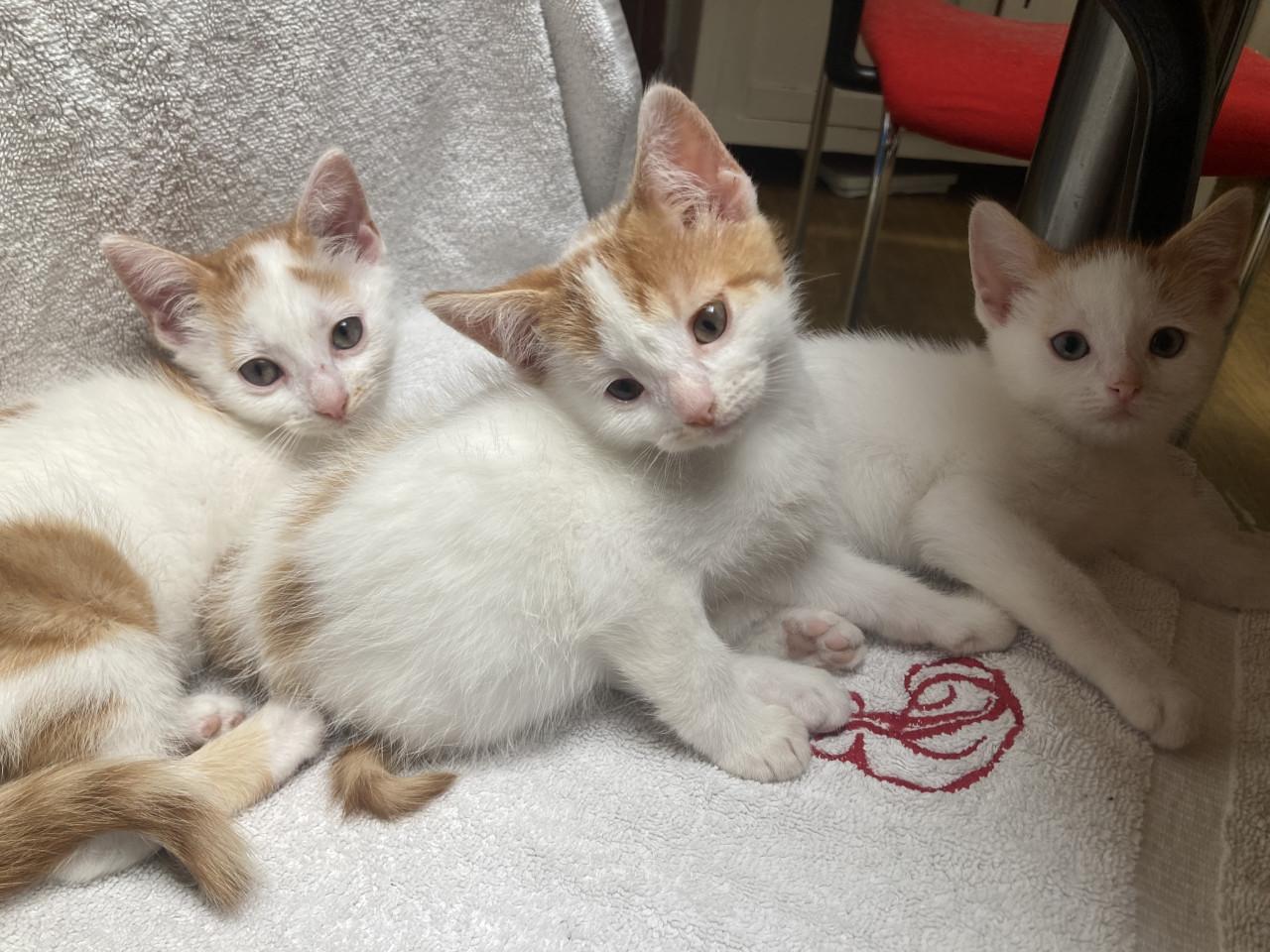 Kittens
