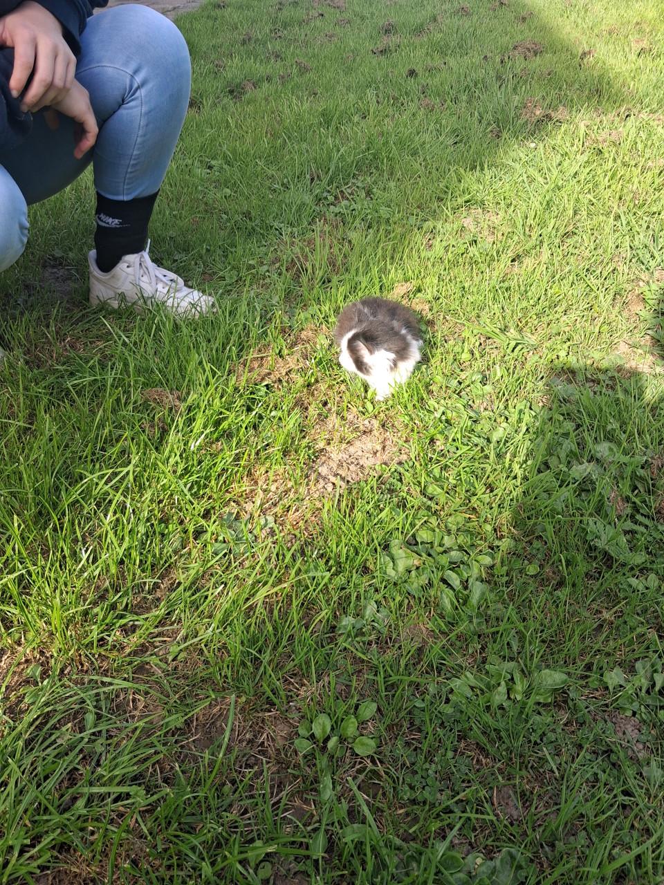 Kittens